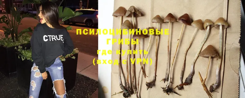 Псилоцибиновые грибы MAGIC MUSHROOMS  нарко площадка какой сайт  Звенигород 